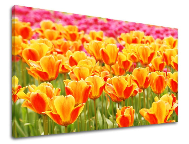 Klasičan slika na platnu s motivom tulipani, cvijeće, polje, pejzaž, priroda u narandžasto-ružičastih nijansama, vesela atmosfera, proljetna atmosfera i simbol obnove – glavna
