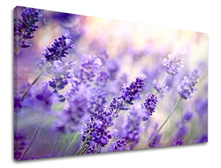 Geometrijski slika na platnu s motivom lavanda, cvijeće, polje, dječji motiv, mapa u bijelo-sivih nijansama, mirna atmosfera, priroda, trodijelna izvedba – glavna