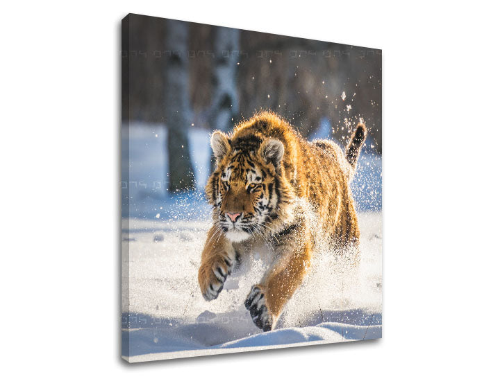 Klasičan slika na platnu s motivom ŽIVOTINJE, tigar, snijeg, šuma, drveće u bijelo-plavih nijansama, intenzivna atmosfera, priroda i snaga i moć, pogodan za kancelarije – proizvod